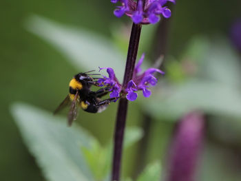 flowering plant