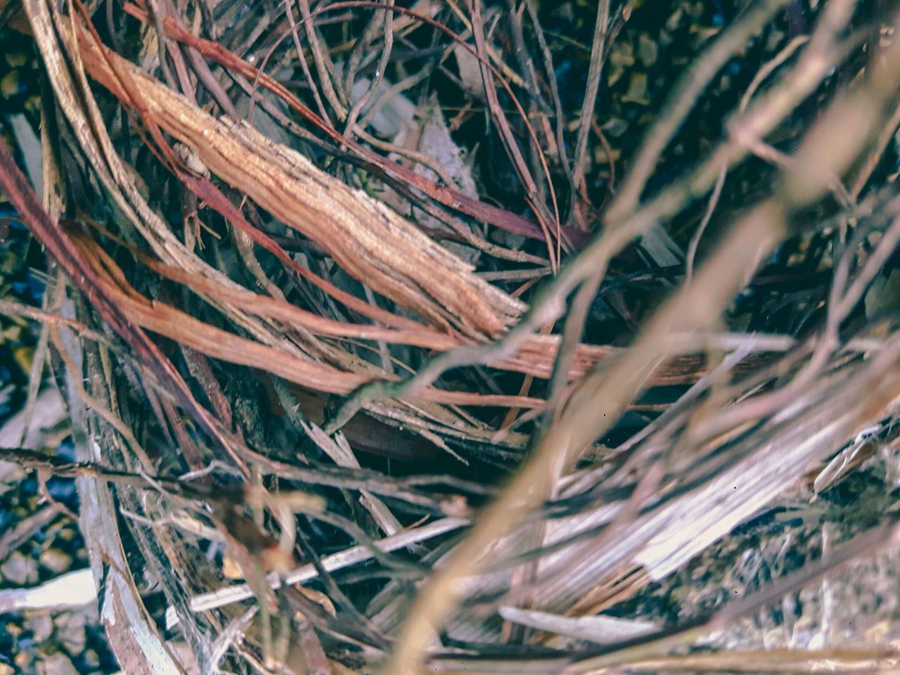 close-up, selective focus, no people, plant, day, twig, nature, complexity, tangled, dry, high angle view, outdoors, full frame, beauty in nature, branch, backgrounds, plant part, vulnerability, tree, fragility, chaos, intertwined