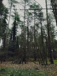 Trees growing on field in forest against sky