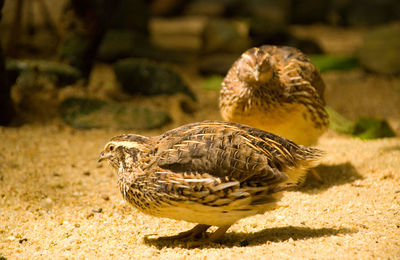 Close-up of a bird