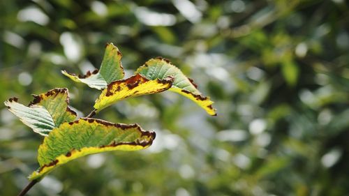 Close-up of leaf on tree