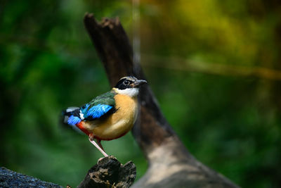 Close-up of bird perching on branch