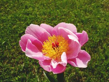Close-up of pink flower blooming on field