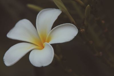 Close-up of white flower