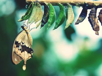 Close-up of butterfly on leaf