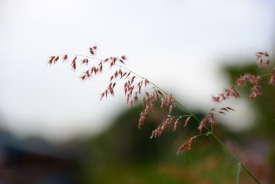 Close-up of fresh plant against blurred background