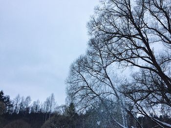 Low angle view of tree against sky