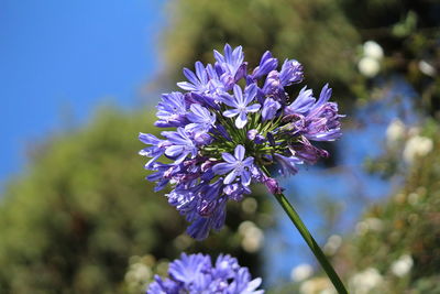 Close-up of fresh purple flowers blooming outdoors