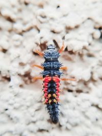 High angle view of insect on rock