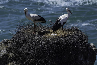 Birds perching on nest