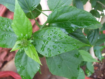 Close-up of leaves