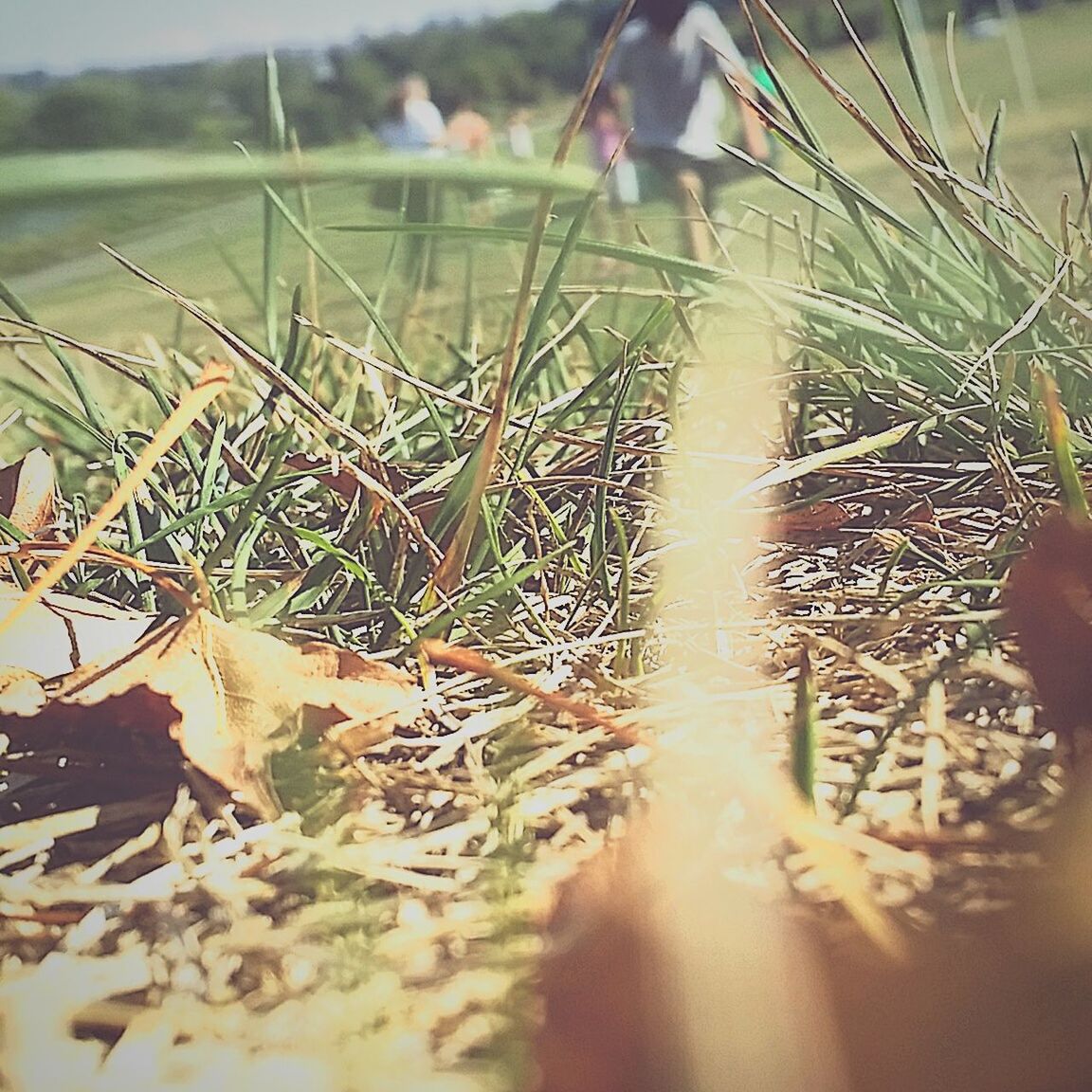 grass, plant, selective focus, close-up, growth, nature, field, focus on foreground, high angle view, day, outdoors, water, sunlight, no people, tranquility, dry, spider web, leaf, auto post production filter, wet