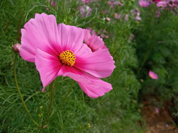 Close-up of pink cosmos flower