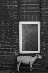 Sheep standing under window frame by brick wall