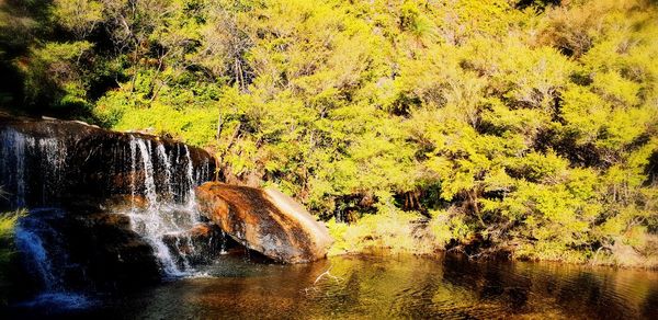 Scenic view of waterfall in forest