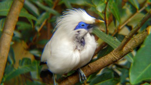 Close-up of bird perching on railing