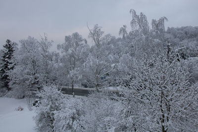Snow covered plants and trees against sky