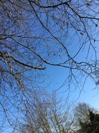 Low angle view of bare trees against blue sky