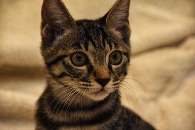 Close-up portrait of tabby cat