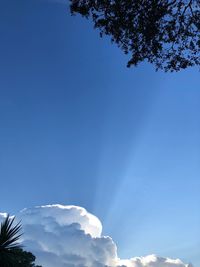 Low angle view of trees against blue sky