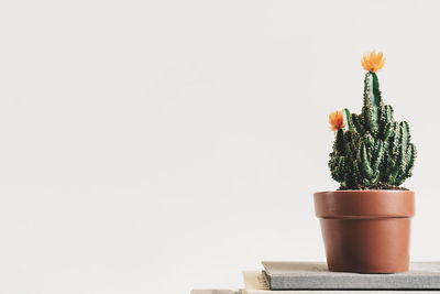 Potted plants on the wall