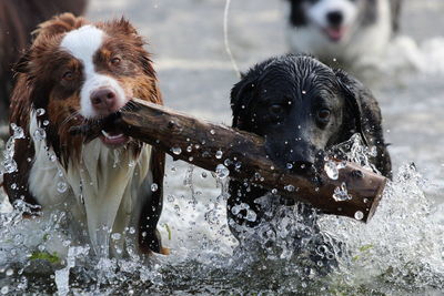 Dogs carrying wood in mouth while walking in lake