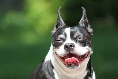 Close-up portrait of dog sticking out tongue outdoors