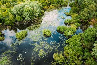 High angle view of trees in forest