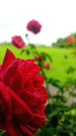 Close-up of pink flowers blooming in field