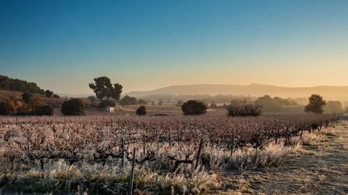 Scenic view of field against clear sky