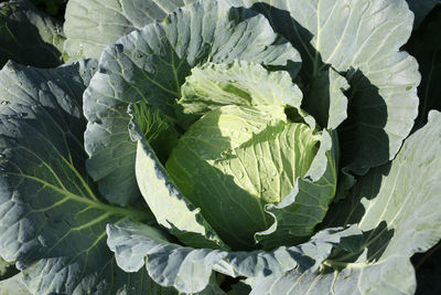 High angle view of fresh green leaves