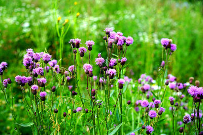 Close-up of purple flowers growing in field