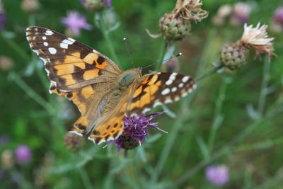 Close-up of butterfly on purple flower