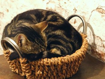 Close-up of cat sleeping in basket