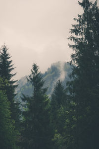 Scenic view of forest against cloudy sky