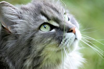 Close-up portrait of cat