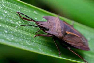 Close-up of insect on leaf