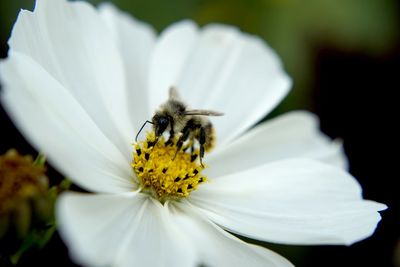 Close-up of bee on white flower