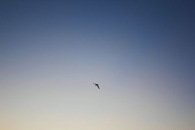 Low angle view of eagle flying against clear sky