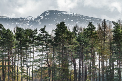 Trees in forest against sky