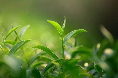 Close-up of fresh green plant