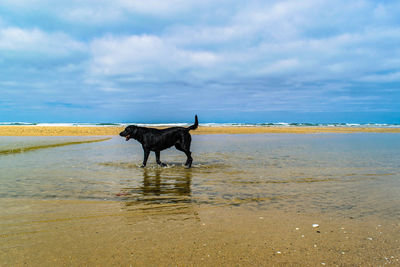 Dog on beach against sky