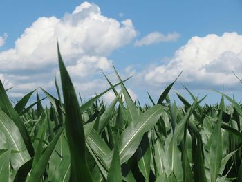 Crops growing on field against sky