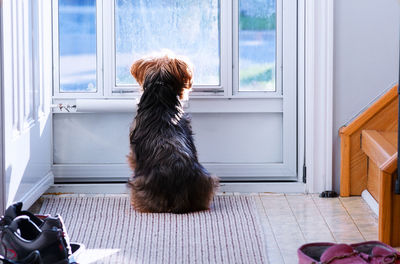 Dog sitting by door at home