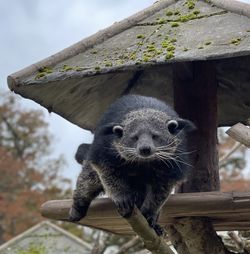 Binturong on climbing frame