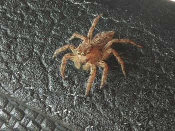 Close-up of spider