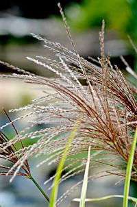 Close-up of plant against blurred background