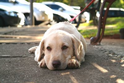 Close-up of dog sitting on footpath