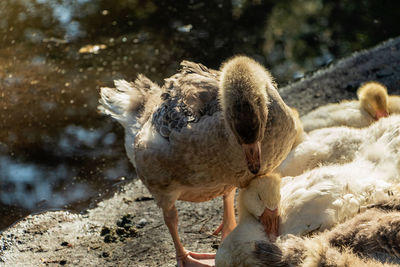 Domestic ducks on the shore of the reservoir.