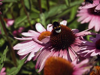 Close-up of honey bee pollinating on pink flower